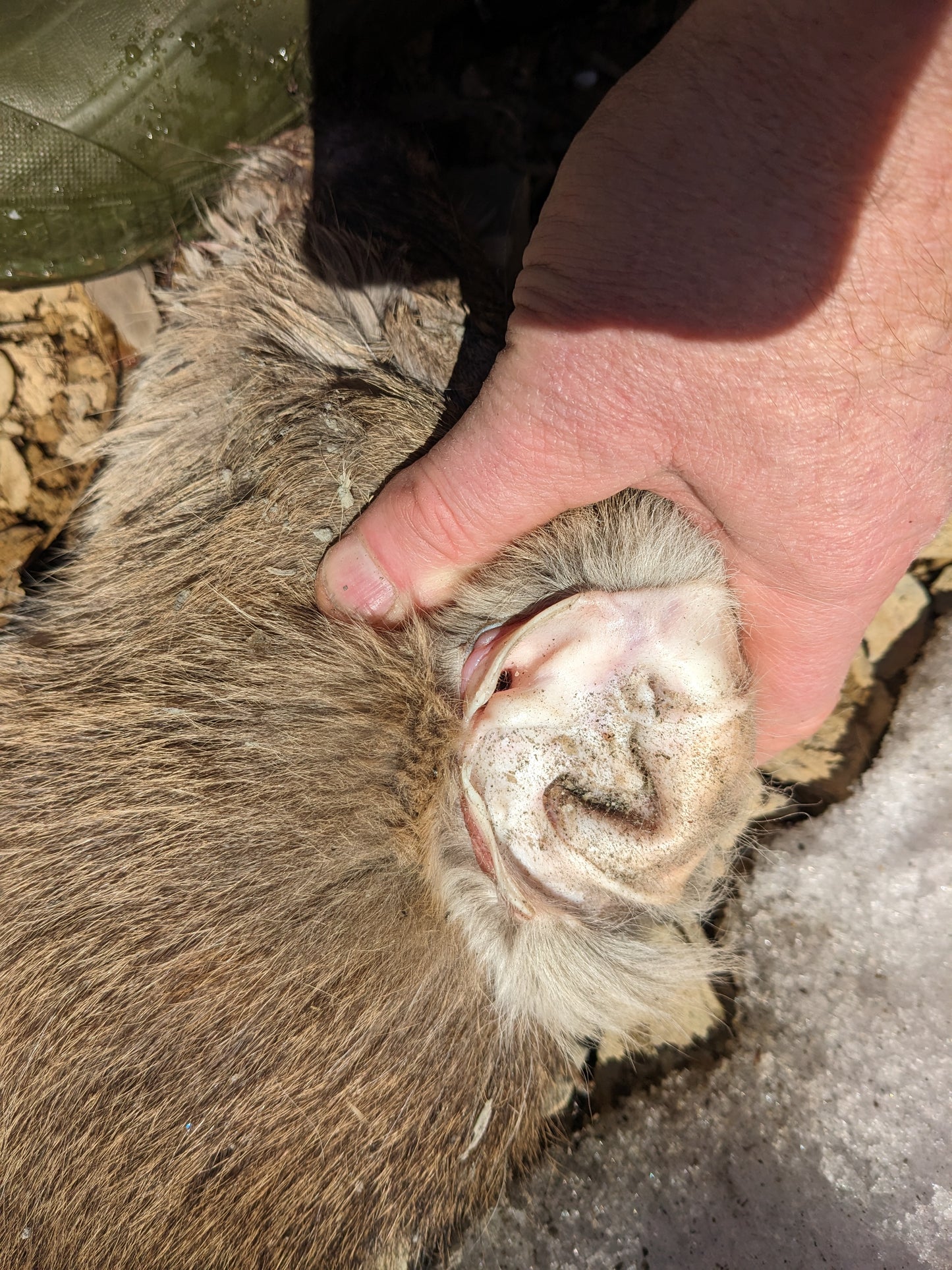 DEER-BUD™